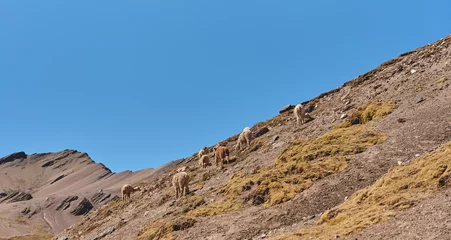 Fotobehang Vinicunca llamas on the yellow grassy mountain with fluffy cloud in the background, Vinicunca. Cusco, Peru