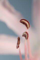 Beautiful pink Bowden flower on blurred background, macro view