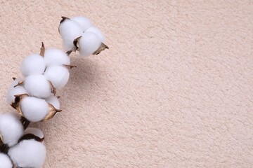 Cotton branch with fluffy flowers on beige terry towel, top view. Space for text