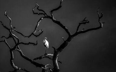 Egret in a dead tree during a gap in the rain