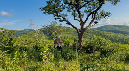 Elefant im Naturreservat Hluhluwe Nationalpark Südafrika - 686611021