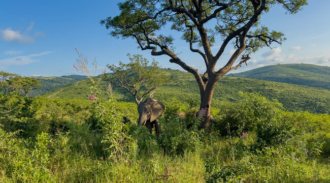 Elefant im Naturreservat Hluhluwe Nationalpark S&uuml;dafrika
