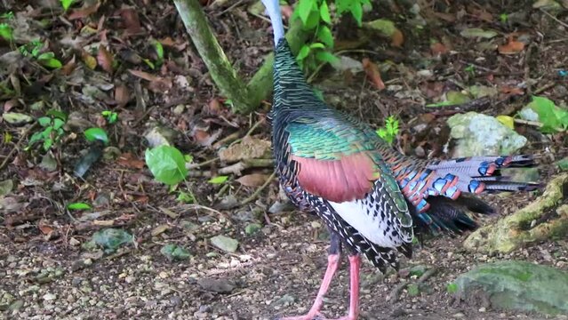 Ocellated turkey bird chicken in tropical nature in Coba Mexico.