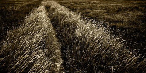 grasses in the foreland of the dike,north sea