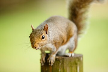 Closeup of a small, brown squirrel on a pillar
