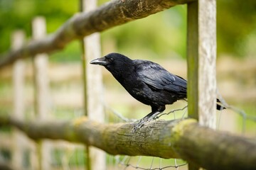 Closeup of a black raven perched on a wooden fence