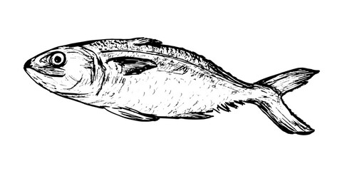 Fish sketch. Delicious perch fish isolated on white background. Drawing of freshwater fish. Dish for fish restaurant, menu design.