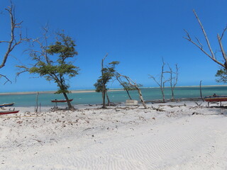 beach with palm trees