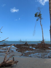 beach and tree