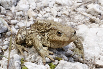 Bufo bufo, Ropucha szara, common toad