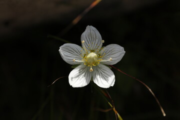 Parnassia palustris, marsh grass of Parnassus, Dziewięciornik błotny