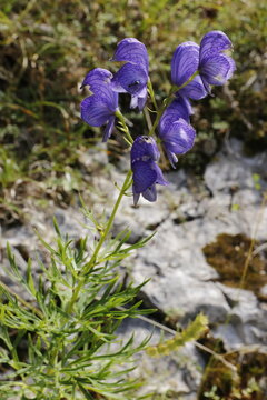 Tojad, Aconitum sp, monkshood