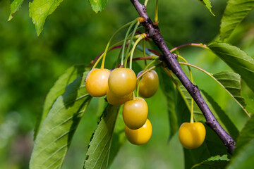 Cherry tree branch with ripe large fruits