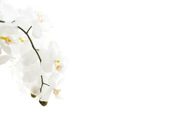 Fototapeta premium white flowers on white
