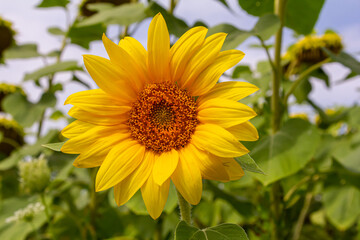 Yellow sunflowers bloom against a blue sky background