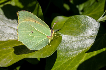 Green Lemon Butterfly (Gonepteryx rhamni) perched on a green leaf