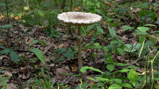 Shaggy Parasol mushroom (Chlorophyllum rhacodes) in a forest