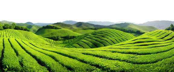 Picturesque tea plantation, cut out - obrazy, fototapety, plakaty