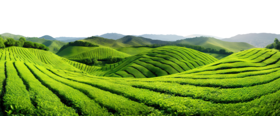 Picturesque tea plantation, cut out