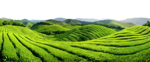 Foto op Aluminium Picturesque tea plantation, cut out © Yeti Studio