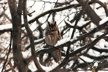 Long-eared owl (Asio otus) on a branch in a winter setting in the Russia. 