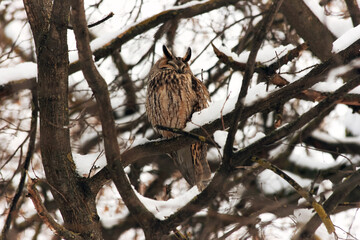 Long-eared owl (Asio otus) on a branch in a winter setting in the Russia. 