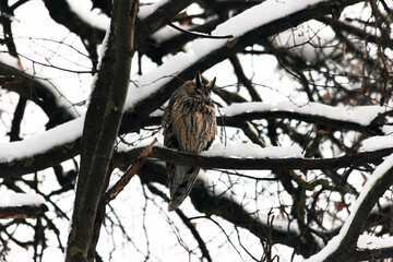Long-eared owl (Asio otus) on a branch in a winter setting in the Russia. 