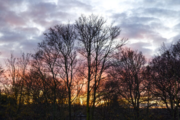 A vibrant sunset can be seen behind winter trees that have lost, or are losing their leaves.