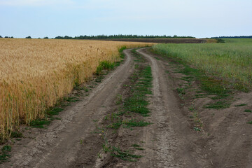 Obraz premium empty road on the field going to horizon copy space