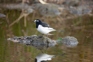 セグロセキレイ