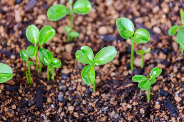 シークワーサーの種から発芽