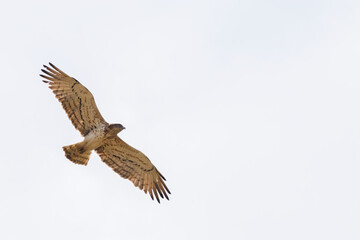 Águila culebrera (Circateus gallicus)