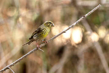 Verdecillo o serín verdecillo (Serinus serinus)