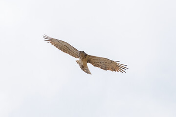 Águila culebrera (Circateus gallicus)