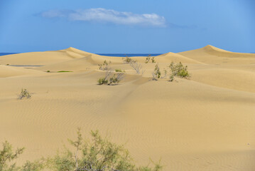 Fototapeta na wymiar Dünen von Maspalomas auf der Insel Gran Canaria