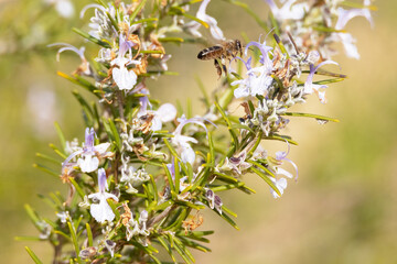 Abeja europea (Apis melífera) conocida también como abeja  domestica o silvestre