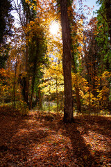 Obraz premium La luz en el bosque