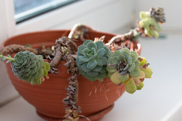 Picture of echeveria plant growing in the pot at home. Succulent plant on the windowsill. Bright sunlight