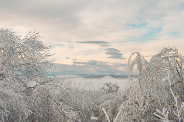 White frost decorated the ground and trees