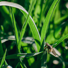 A small fly among the blades of grass