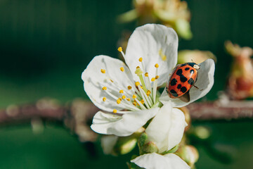 Ladybug in a white cherry blossom in spring