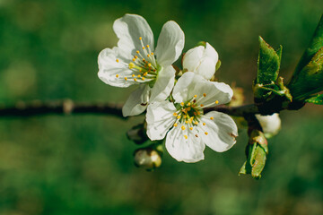 Cherry calm color pleases with beauty