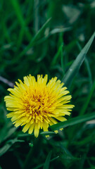 A bright yellow dandelion hid in the grass