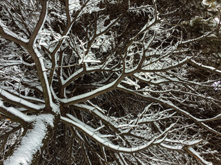 Snowy winter tree: bottom view