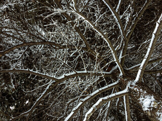 Snow on the branches of an old pine tree