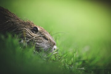 Muskrat