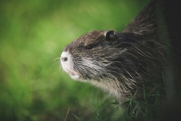 Muskrat