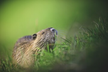 Muskrat