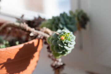 Picture of echeveria with long stem growing in the pot at home. Flowering succulent plant on the windowsill. Bright sunlight