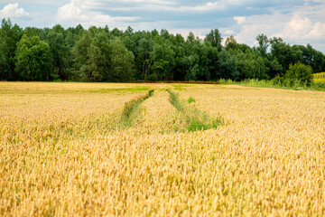 Wheat field with tractor tracks